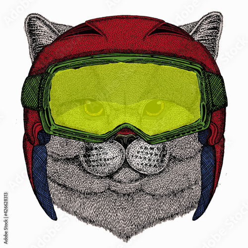 British shorthair cat animal cute face. Vector happy silver British kitten head portrait.