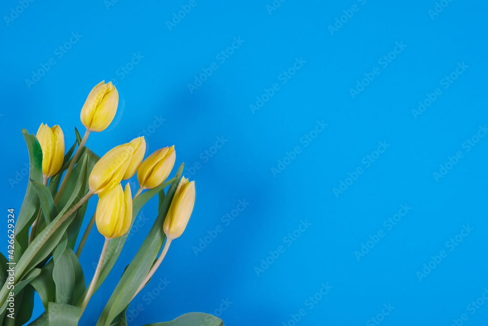 Tulips flowers on a background Tulips flowers on a background