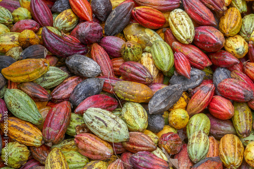 Closeup view of heap of bright and colorful cocoa pods after harvest, Bada valley, Lore Lindu National Park, Central Sulawesi, Indonesia