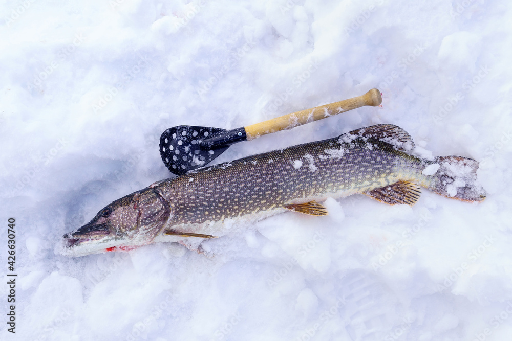 Pike fishing in winter from the ice. Sport fishing on the predator.