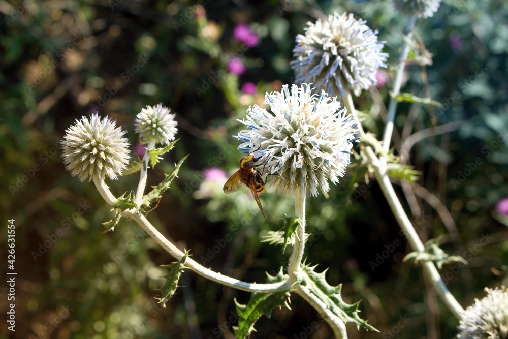 Hoverflies on Echinops sphaerocephalus in hot summer Hoverflies on Echinops sphaerocephalus in hot summer