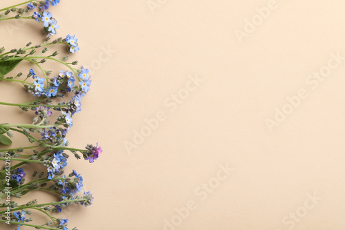 Beautiful Forget-me-not flowers on beige background, flat lay. Space for text