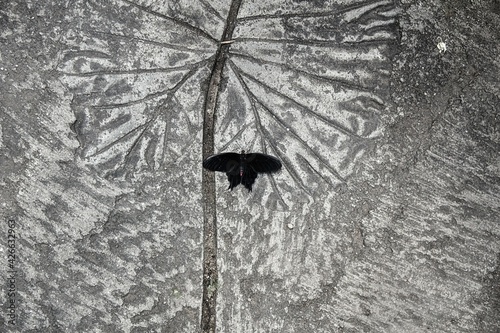 The dead exotic butterfly lies in a petrified leaf imprint. photo