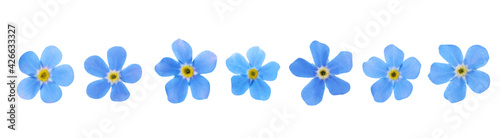 Set with beautiful tender forget me not flowers on white background. Banner design © New Africa