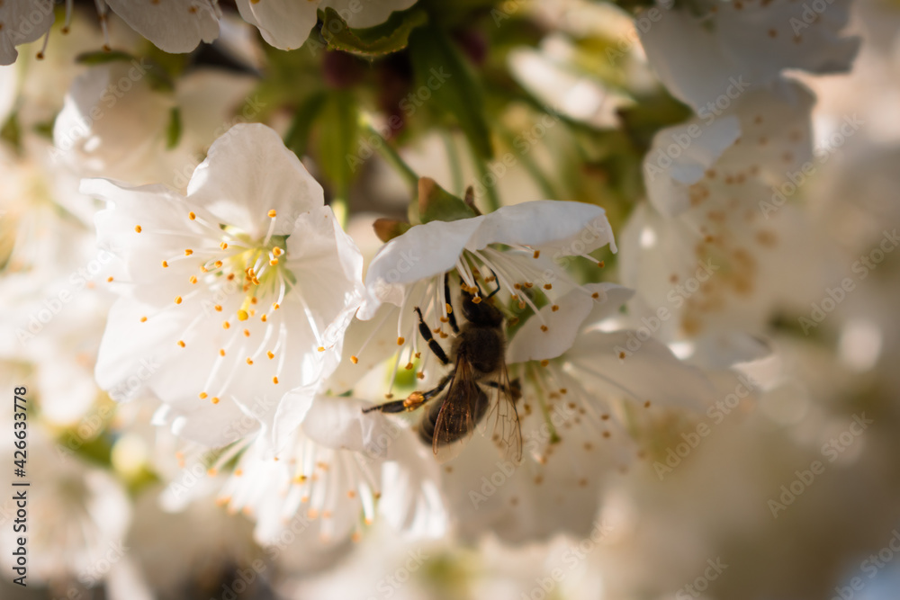 Bees pollinating a sour cherry tree branch full of blooming white flowers Bees pollinating a sour cherry tree branch full of blooming white flowers