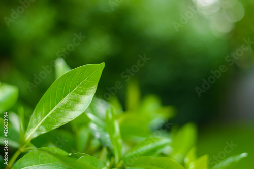 Closeup image nature view of green leaf on blurred background bokeh of sunlight in garden at morning with copy space. You can take this image to use as a nature background graphic design.