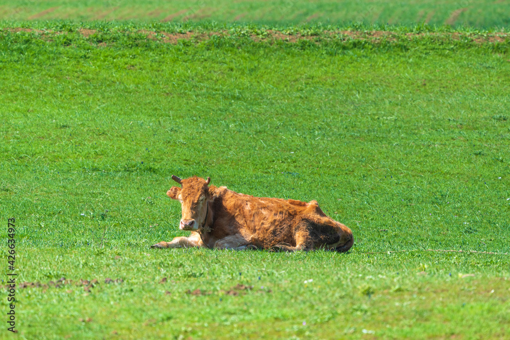 Skinny cow resting on a green meadow