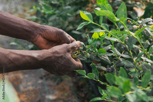 African man hand working and picking blueberries on a organic farm. blueberries. Black hands. Concept of classical agriculture.