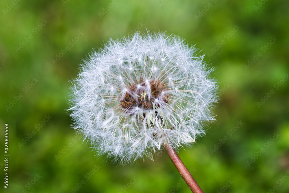 Fototapeta premium Close-up white blowball dandelion on a green meadow background. Make a wish concept or summer time concept.
