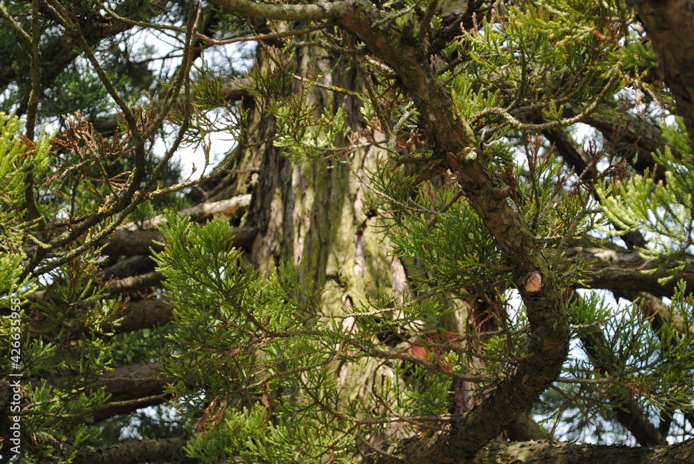 Fototapeta premium Séquoia, Sequoiadendron giganteum