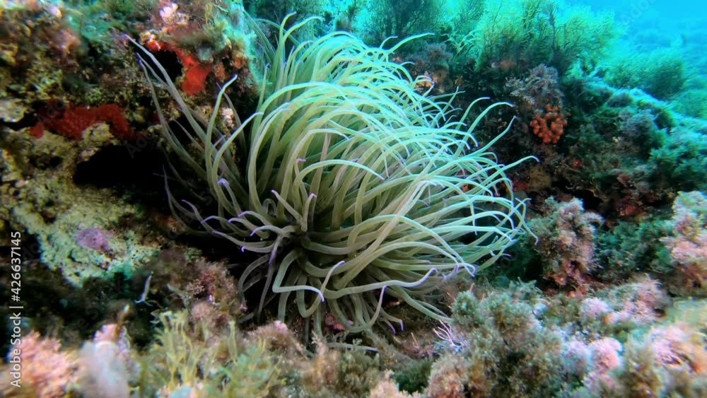 Mediterranean sea anemone - Marine sea life Mediterranean sea anemone - Marine sea life
