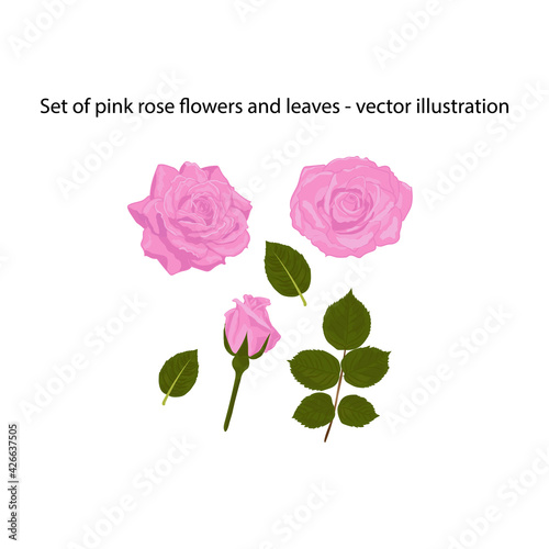 Set of pink rose flowers and leaves isolated on white background. Vector illustration.