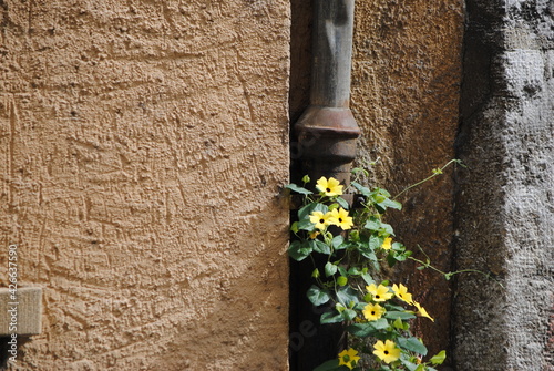 Fototapeta Thunbergia alata, suzanne aux yeux noirs sur une gouttière