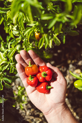 home harvested red bell peppers in man's hand in front of its plant outdoor in sunny vegetable garden