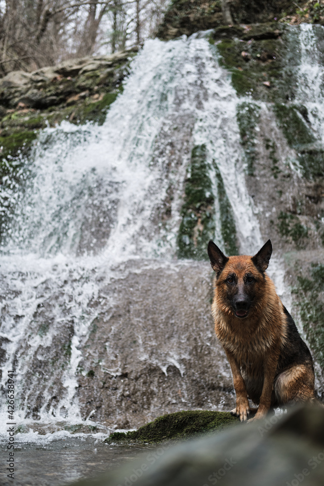 Walk with dog in the national park along the gorge of the stormy mountain river. German Shepherd black and red color sits near waterfall and poses beautifully.