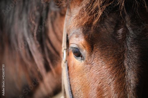 Detail of a beautiful brown horse, Gotland Sweden.