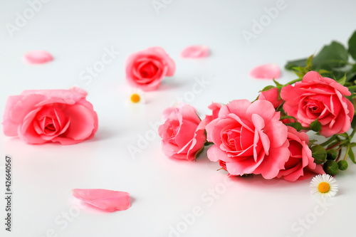 Beautiful red rose flowers on a white background with petals  bouquet  isolated. Blooming pink roses - a symbol of love  celebration  weddings. Postcard