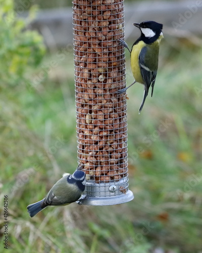 great tit and blue tit on a peanut feeder