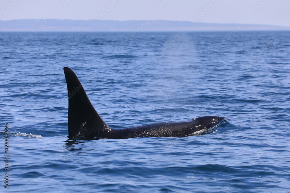 Fototapeta premium 知床の海に回遊する野生のシャチ（北海道羅臼沖）