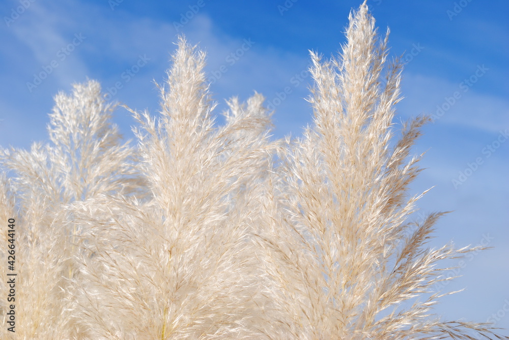 Herbe de la pampa, herbe des pampas ou roseau à plumes (Cortaderia selloana) Herbe de la pampa, herbe des pampas ou roseau à plumes (Cortaderia selloana)