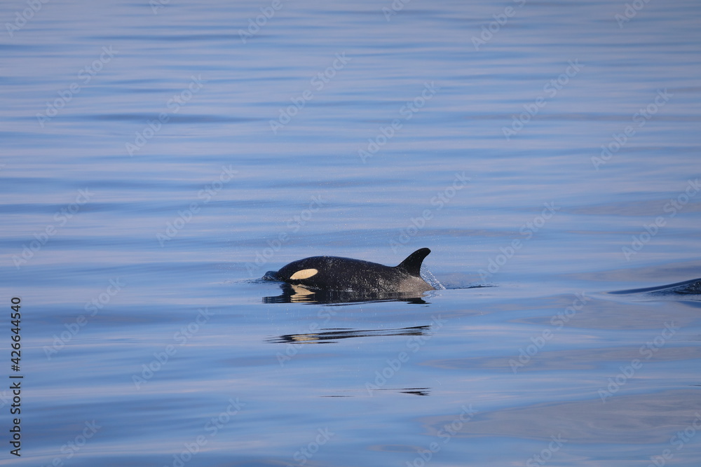 Fototapeta premium 知床の海に回遊する野生のシャチ(北海道羅臼沖)