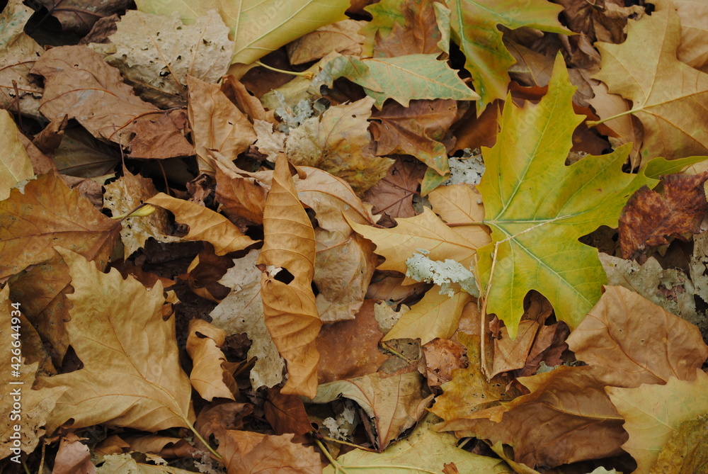 Tas de feuilles mortes en automne