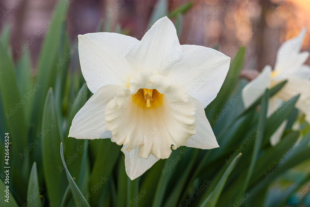 White daffodil (Narcissus)on green background. White daffodil (Narcissus)on green background.