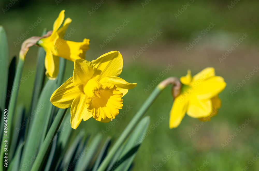 Yellow Narcissus - daffodil on a green background. Yellow Narcissus - daffodil on a green background.