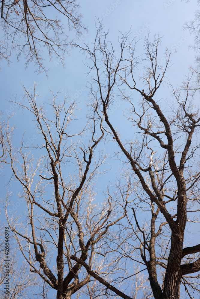 Dry tree branches on blue sky with white clouds Dry tree branches on blue sky with white clouds