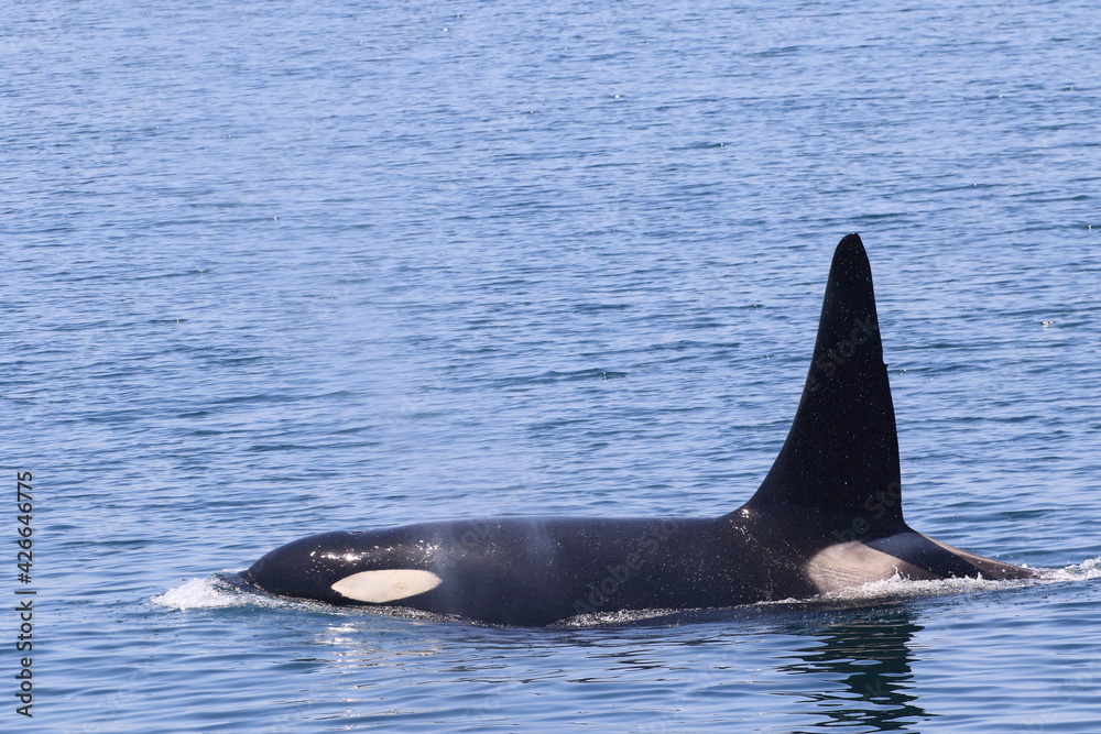 Fototapeta premium 知床の海に回遊する野生のシャチ(北海道羅臼沖)