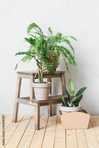 Wooden stand and pots with plants on light background