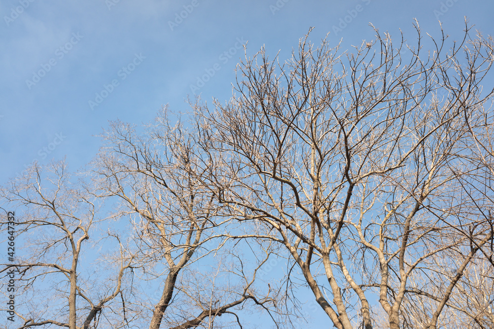 Dry tree branches on blue sky with white clouds Dry tree branches on blue sky with white clouds