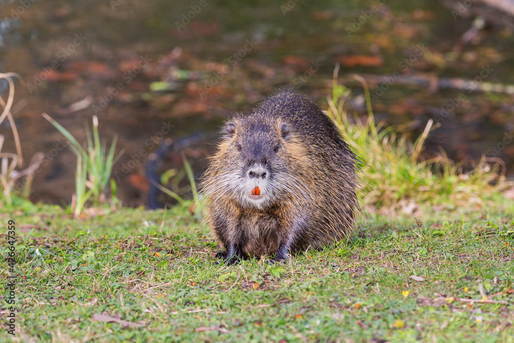 Krefeld - Frontview to outside to nutria (myocastor coypus) outside the water , nearby House Sollbrueggen, Germany Krefeld - Frontview to outside to nutria (myocastor coypus) outside the water , nearby House Sollbrueggen, Germany