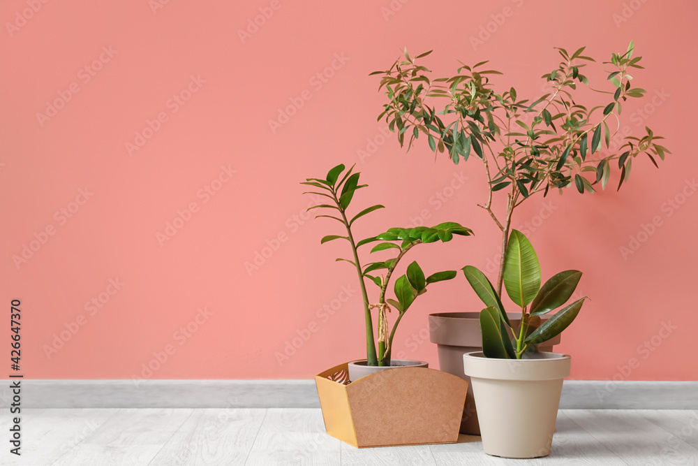 Pots with plants on color background