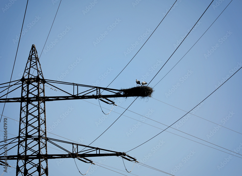 Stork with nest on a power pole Stork with nest on a power pole