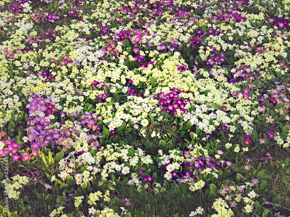 Naklejka premium Blooming primroses in spring