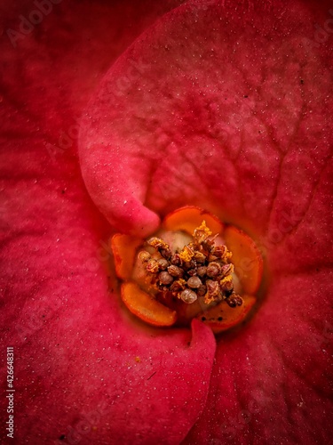 pomegranate on the table