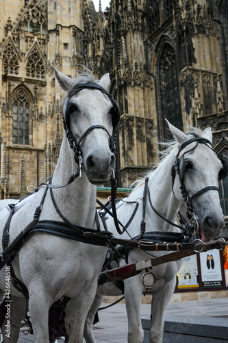 Vienna, Austria - July 25, 2019: White horses near Saint Stephen's Cathedral