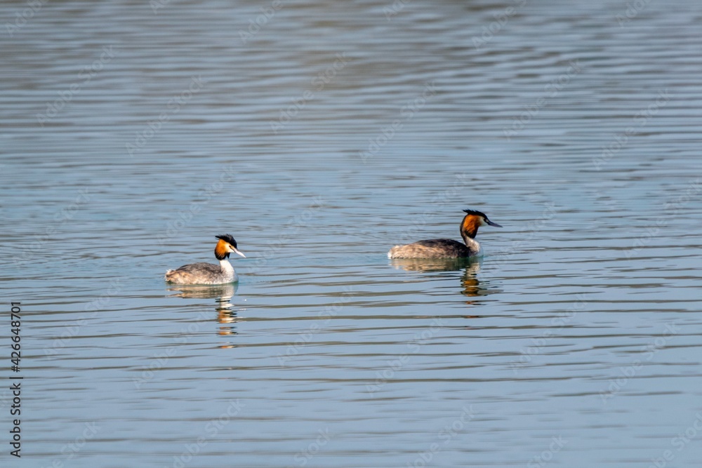 view of great crested grebe on a lake view of great crested grebe on a lake