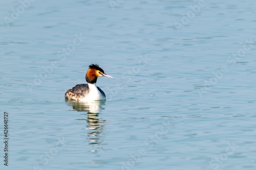 view of great crested grebe on a lake
