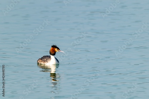 view of great crested grebe on a lake