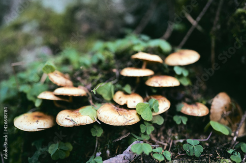 Mushrooms by Olterudelva River, Toten, Norway.