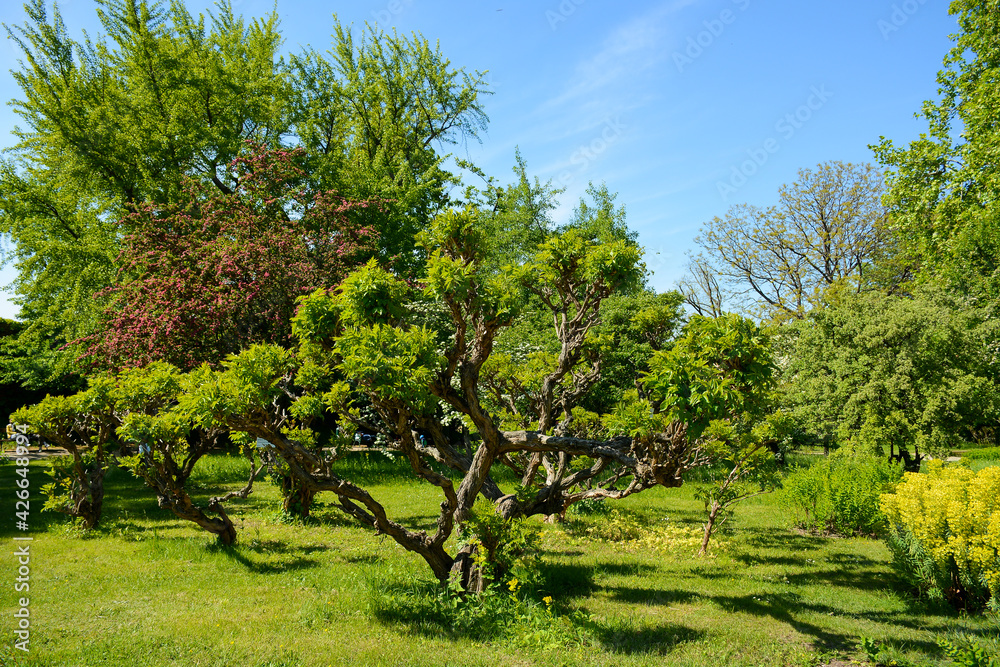 Vienna, Austria - July 25, 2019: University of Vienna Botanical Garden Vienna, Austria - July 25, 2019: University of Vienna Botanical Garden