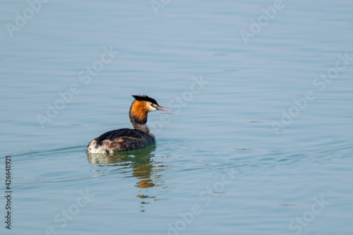 view of great crested grebe on a lake