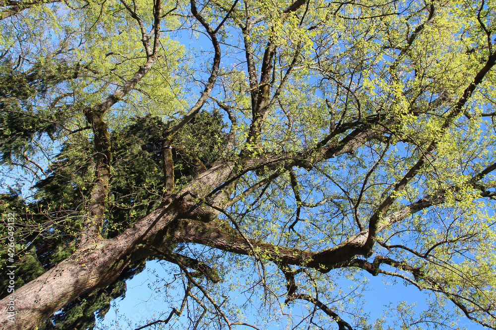 tree in a public park in nantes (france) tree in a public park in nantes (france)