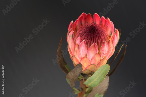 Close-up of beautiful pink King Protea flower isolated