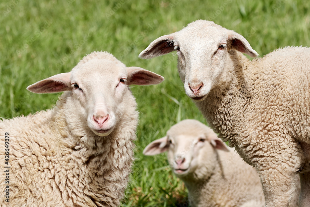 Close-up of three lambs on green grass field during a sunny day on the farm.