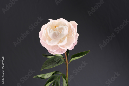 Peony pink flower close up single on grey background