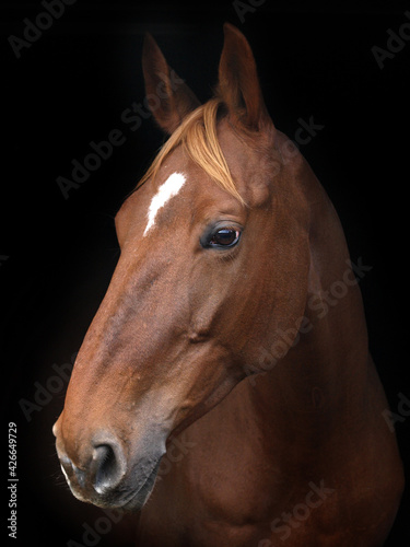 Beautiful Horse Head Shot