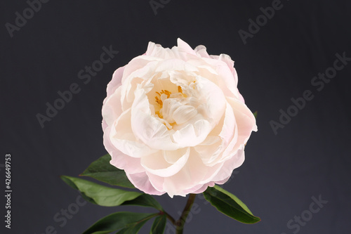 Peony pink flower close up single on grey background